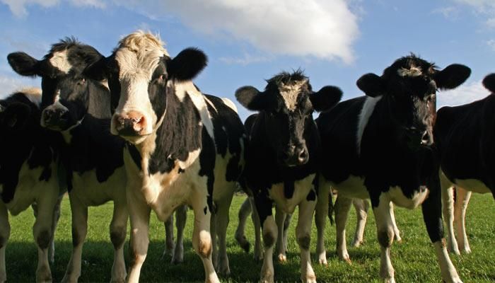 Cattle building open house in Scranton