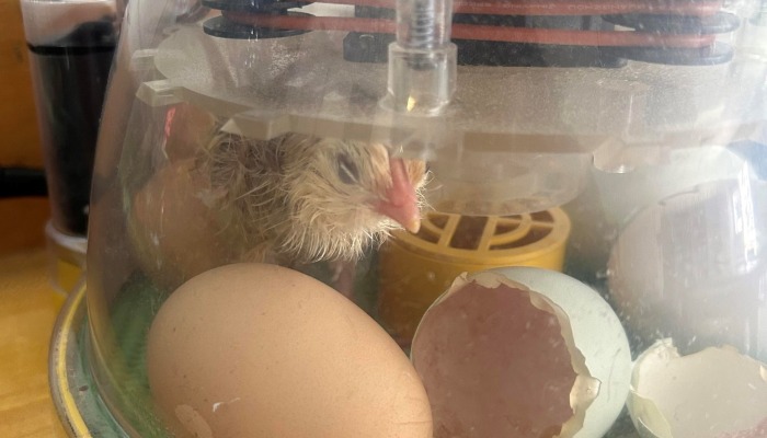 Chick Hatching units will begin after spring break