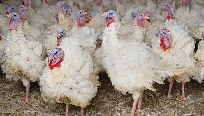 Turkeys in a barn