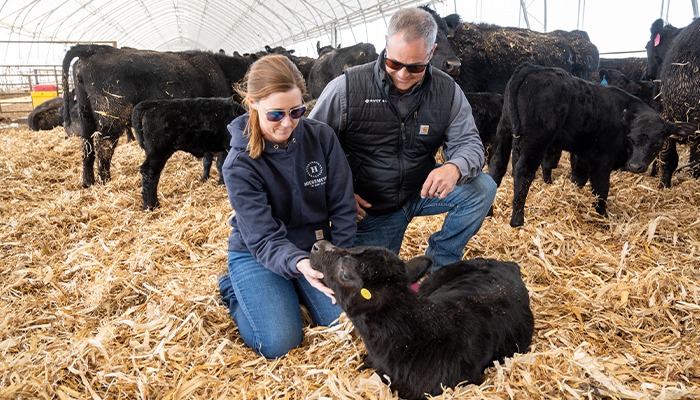 Cutting-edge cattle care 